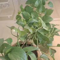 سه عدد گلدان پتوس بسیار زیبا