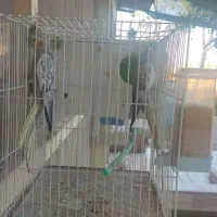 عروس هلندی|پرنده|مشهد, عسگریه|دیوار