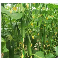 کسی داشت خبر بده