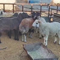 بره نرچاق|حیوانات مزرعه|سیدان, |دیوار