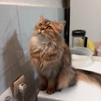 گربه بریتیش لانگ هیر ماده