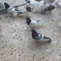 تعدادی کبوتر نرو ماده|پرنده|شیروان (خراسان), |دیوار