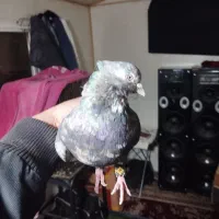 کفتر عطیقه چاپ دار|پرنده|رباط‌کریم, وهن آباد|دیوار