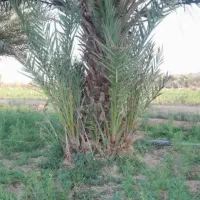 پاجوش نخل