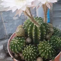 انواع گل و گیاه|گل و گیاه طبیعی|گنبد کاووس, |دیوار