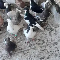 کبوتر