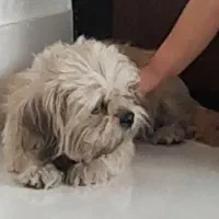 سگ گمشده