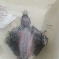 با سلام جوجه عروس هلندی