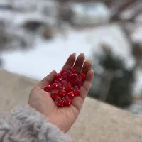 روداشبوردی قارچ قرمز