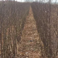 نهالونهالستانشناسهدارگیلاسی|خدمات باغبانی و درختکاری|گلبهار, نوبهار|دیوار