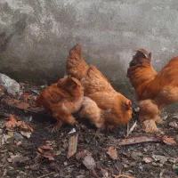 تخم مرغ امپراطور