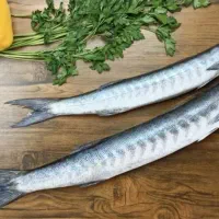 صادر کننده هر نوع ماهی در تمام نقاط کشور