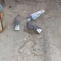 کفتر سور دم سفید