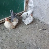 مرغ و خروس و جوجه جاپنیز ریز جثه|حیوانات مزرعه|اردبیل, |دیوار