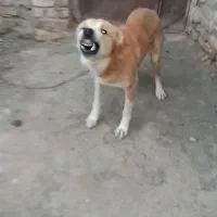 سگ ادمگیر