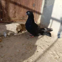 کبوتر فروشی