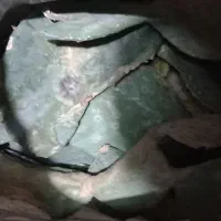 کاکتوس رایگان