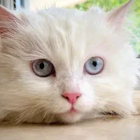 Classic Persian cat|گربه|تبریز, |دیوار
