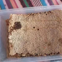 عسل خوش طعم و طبیعی آذربایجان