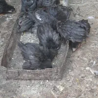 برنامه دیوار