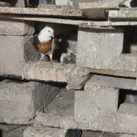 دوعد ماده طوقی سیاه وقهوی