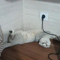 واگذاری سرپرستی یک جفت گربه با شرایط خاص|گربه|بوکان, |دیوار