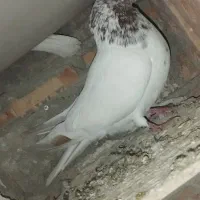 کبوتر|پرنده|تبریز, |دیوار