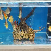 اکواریوم ریملس سامپ دار