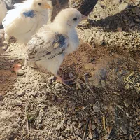 فروش جوجه مرغ محلی ۱ماهه و ۲ماه