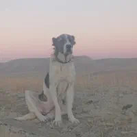 سگ ماده دو ساله