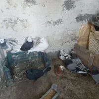 کبوتر|پرنده|سیلوانه, |دیوار