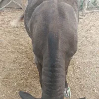 سمینتال نر|حیوانات مزرعه|بجنورد, |دیوار