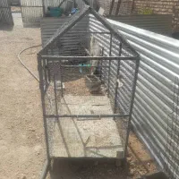 قفس پرنده.کبوتر|پرنده|صدرا-فارس, فاز ۱|دیوار