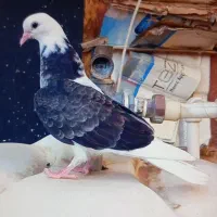 مجسمه کبوتر فروشی سه عدد