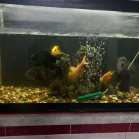 آکواریوم زیبا