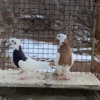 طوقی زرد خالسیاه و زیره ای|پرنده|همدان, |دیوار