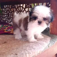 سگ شیتزو سوپر فلت|سگ|شاهین‌شهر, شیخ بهایی|دیوار