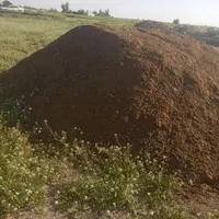 کود گوسفندی کودی گاوی بدون اشغال|خدمات باغبانی و درختکاری|گتوند, |دیوار