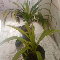 گل نخل مرداب وپتوس|گل و گیاه طبیعی|سبزوار, جوادیه غربی|دیوار