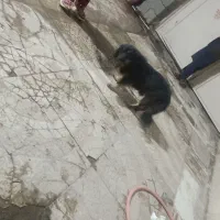 چهارمیلیون|سگ|ایرانشهر, |دیوار