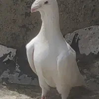 هومر کله اسبی کبوتر