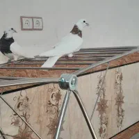 کبوتر|پرنده|شوشتر, |دیوار