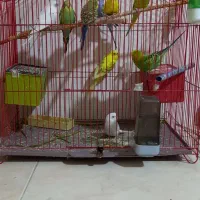 فروش مرغ عشق