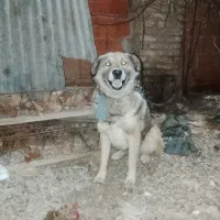 سگ نگهبان جلب ضمانتی گیرندگی|سگ|فاضل آباد, |دیوار