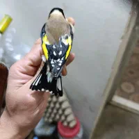 سهره تازه گیر|پرنده|بروجرد, |دیوار