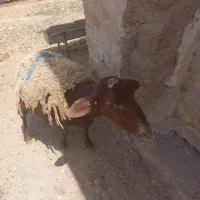 توافقی