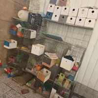 قفس مرغ عشق|لوازم جانبی حیوانات|شاهین‌شهر, شهرک مطهری|دیوار