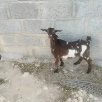 بره وکهره ماده