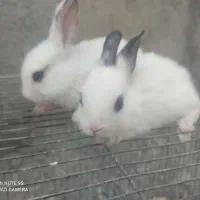 بچه خرگوش