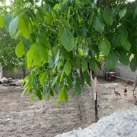 ۲۲۰متر زمین مسکونی